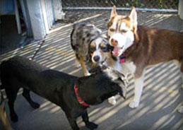 k9 klub sunnyvale dog daycare boarding metro training california area play center urgent